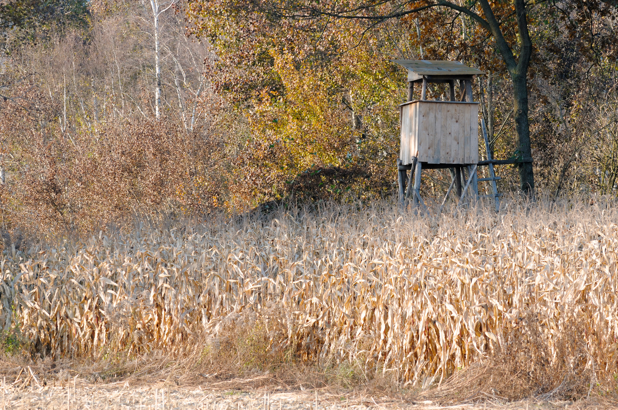 Hunting lookout